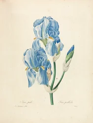 Iris pallida, rycina wykonana przez Victora, z „Choix des Plus Belles Fleurs et des Plus Beaux Fruits”, t. II, 1827-33